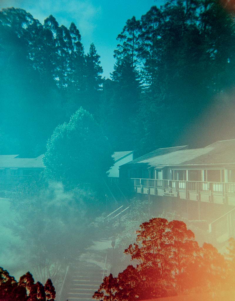 Holga Cypress