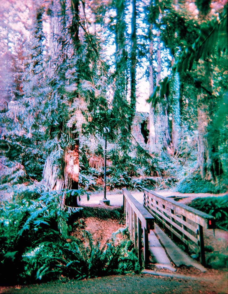 Holga Forest Bridge