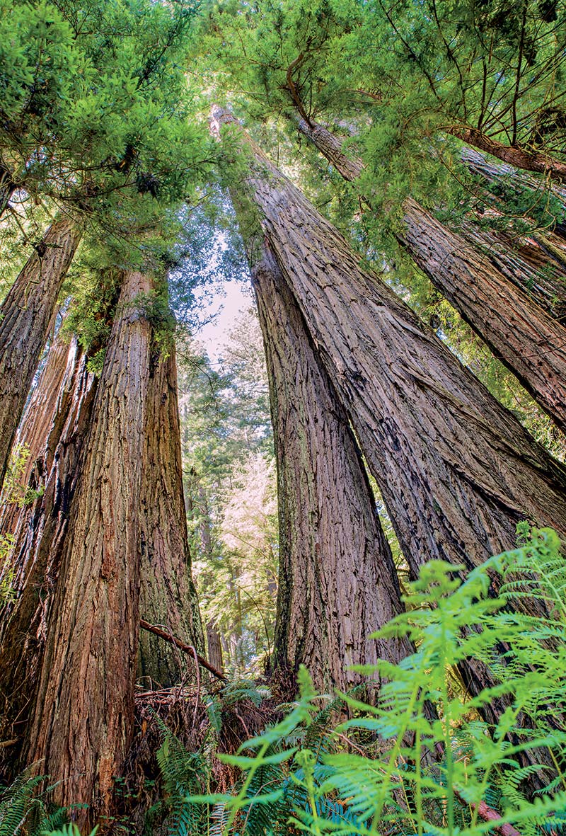 Prairie Creek Redwoods State Park