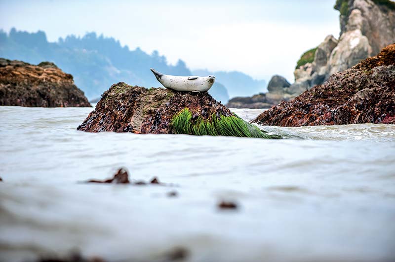 Old Home Beach