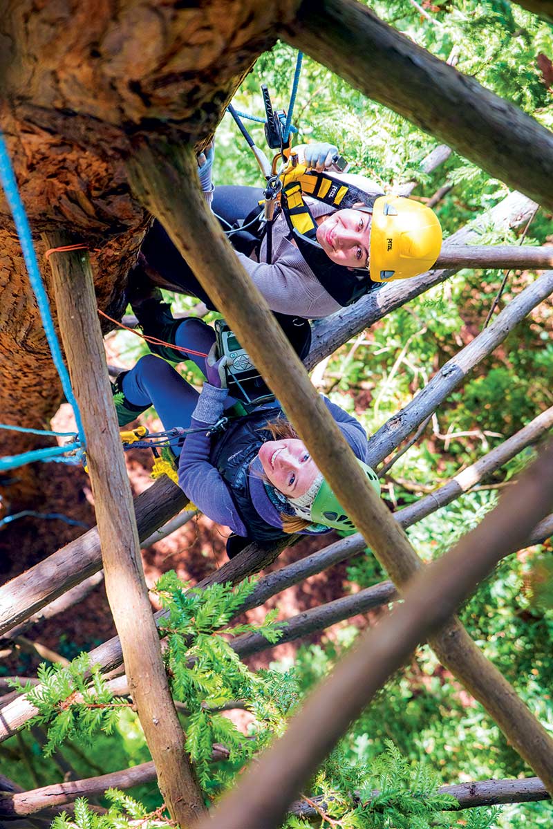 Study tree growth and forest management