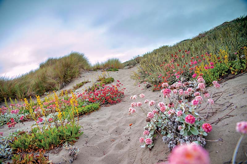 Manila Dunes Recreation Area