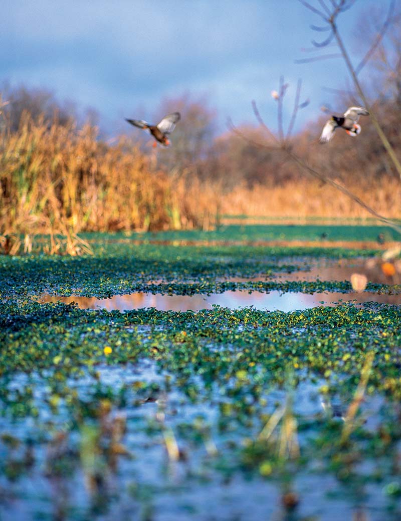 Arcata Marsh