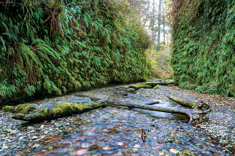 Fern Canyon