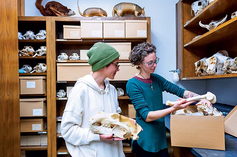Students handling bones in Vertebrate Museum