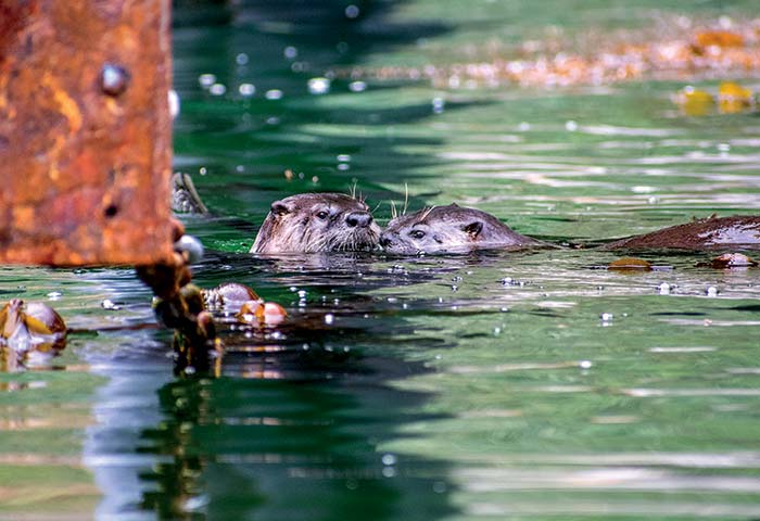 Otters in the wild