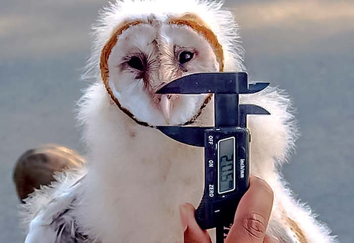 Owlet