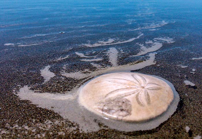 Sand Dollar