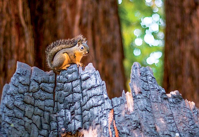 Squirrel