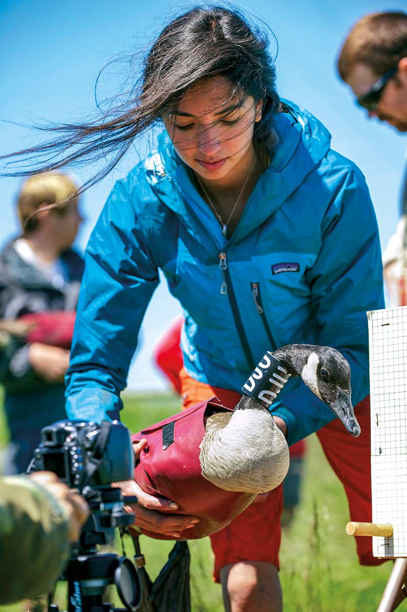 Banding a Canada goose